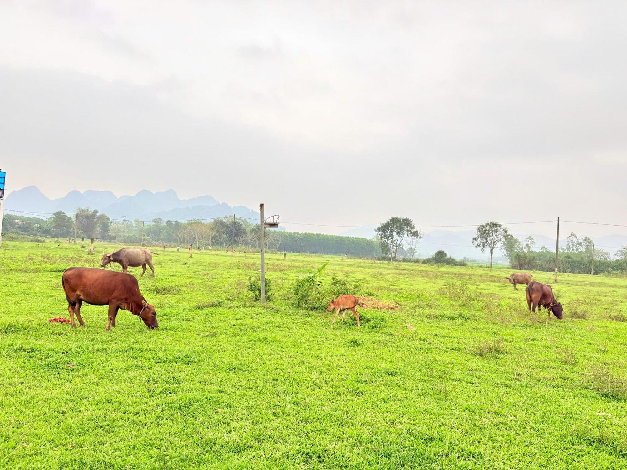 Jungle Boss Homestay Phong Nha Dış mekan fotoğraf
